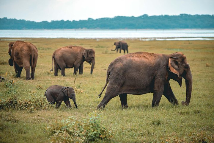 Afternoon Safari to Kaudulla National Park - Photo 1 of 9